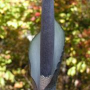 Image of Amorphophallus galbra  F.M. Bail.