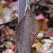 Image of Amorphophallus galbra  F.M. Bail.