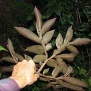 Image of Amorphophallus gallowayi  Hett..