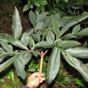 Image of Amorphophallus gallowayi  Hett..