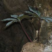 Image of Amorphophallus gallowayi  Hett..