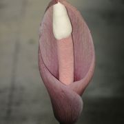 Image of Amorphophallus gallowayi  Hett..