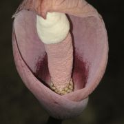 Image of Amorphophallus gallowayi  Hett..