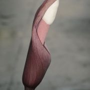 Image of Amorphophallus gallowayi  Hett..