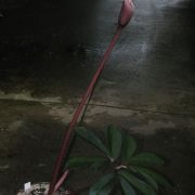 Image of Amorphophallus gallowayi  Hett..