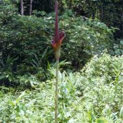 Image of Amorphophallus gigas  Teijsm. & Binnend..