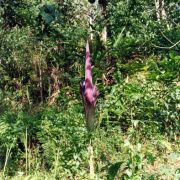 Image of Amorphophallus gigas  Teijsm. & Binnend..