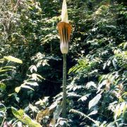 Image of Amorphophallus gigas  Teijsm. & Binnend..