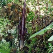 Image of Amorphophallus gigas  Teijsm. & Binnend..