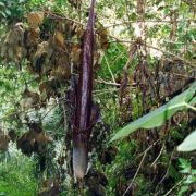 Image of Amorphophallus gigas  Teijsm. & Binnend..