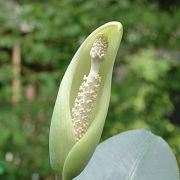 Image of Amorphophallus glaucophyllus  Hett. & Serebr..