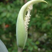 Image of Amorphophallus glaucophyllus  Hett. & Serebr..