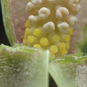 Image of Amorphophallus glaucophyllus  Hett. & Serebr..