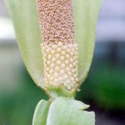 Image of Amorphophallus glossophyllus  Hett..