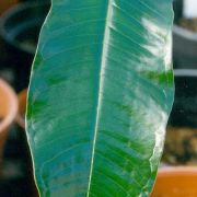 Image of Amorphophallus glossophyllus  Hett..