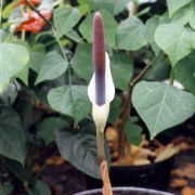 Image of Amorphophallus haematospadix  Hook. f..