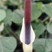 Image of Amorphophallus haematospadix  Hook. f..