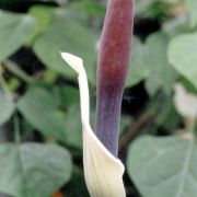 Image of Amorphophallus haematospadix  Hook. f..