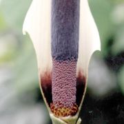 Image of Amorphophallus haematospadix  Hook. f..