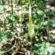 Image of Amorphophallus harmandii  Engl. & Gehrm..