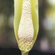 Image of Amorphophallus harmandii  Engl. & Gehrm..