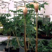 Image of Amorphophallus hayi  Hett..