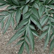 Image of Amorphophallus henryi  N.E. Br..