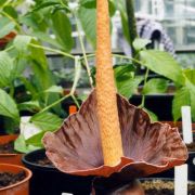 Image of Amorphophallus henryi  N.E. Br..