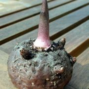 Image of Amorphophallus henryi  N.E. Br..