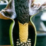 Image of Amorphophallus henryi  N.E. Br..