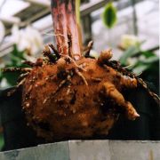 Image of Amorphophallus hetterscheidii  Ittenb. & Lobin.