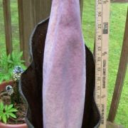 Image of Amorphophallus hewittii  Alderw..