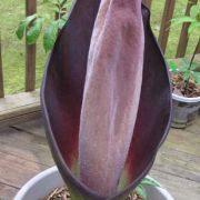 Image of Amorphophallus hewittii  Alderw..