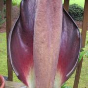 Image of Amorphophallus hewittii  Alderw..