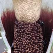 Image of Amorphophallus hewittii  Alderw..