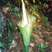 Image of Amorphophallus hewittii  Alderw..