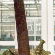 Image of Amorphophallus hirtus  N.E. Br..