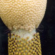 Image of Amorphophallus hirtus  N.E. Br..