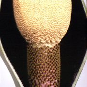 Image of Amorphophallus hirtus  N.E. Br..