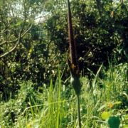 Image of Amorphophallus hirtus  N.E. Br..