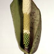 Image of Amorphophallus hohenackeri  (Schott) Engl. & Gehrm..