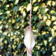 Image of Amorphophallus hottae  Bogn. & Hett..