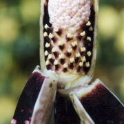 Image of Amorphophallus hottae  Bogn. & Hett..