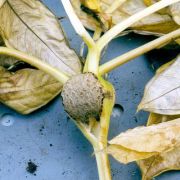 Image of Amorphophallus hottae  Bogn. & Hett..