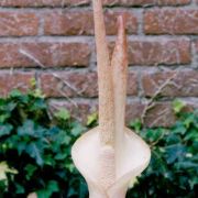 Image of Amorphophallus hottae  Bogn. & Hett..