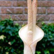 Image of Amorphophallus hottae  Bogn. & Hett..