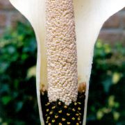 Image of Amorphophallus hottae  Bogn. & Hett..