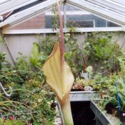 Image of Amorphophallus hottae  Bogn. & Hett..