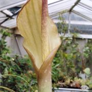 Image of Amorphophallus hottae  Bogn. & Hett..