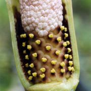 Image of Amorphophallus hottae  Bogn. & Hett..